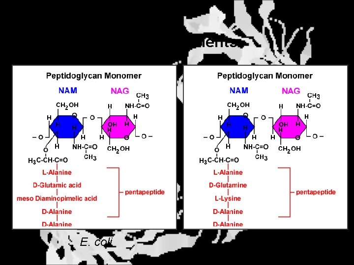 Peptidoglycan Components E. coli S. aureus 