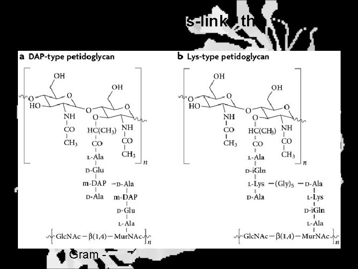 Transpeptidase cross-links the individual chains Gram - Gram + 