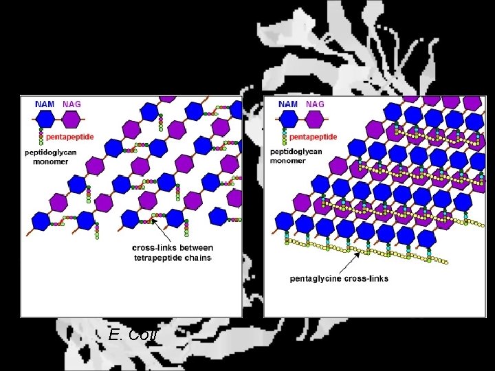 Cross Linking E. Coli S. aureus 