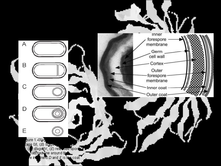 Spore formation Figure 1. Stages of sporulation. (A) Stage 0/I, (B) stage II, (C)