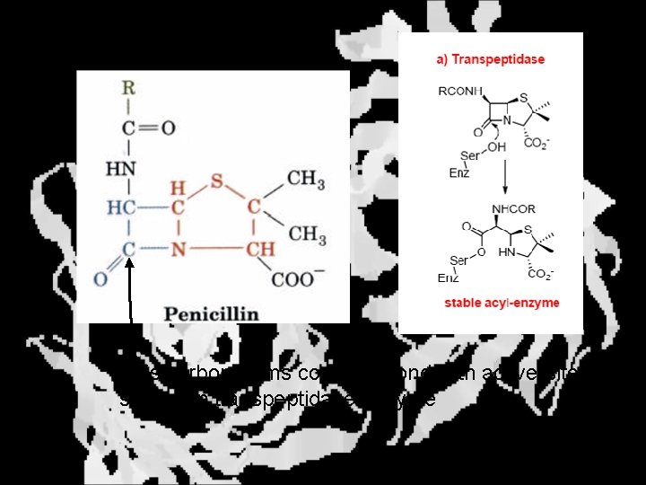 b-Lactams This carbon forms covalent bond with active-site serine on transpeptidase enzyme 