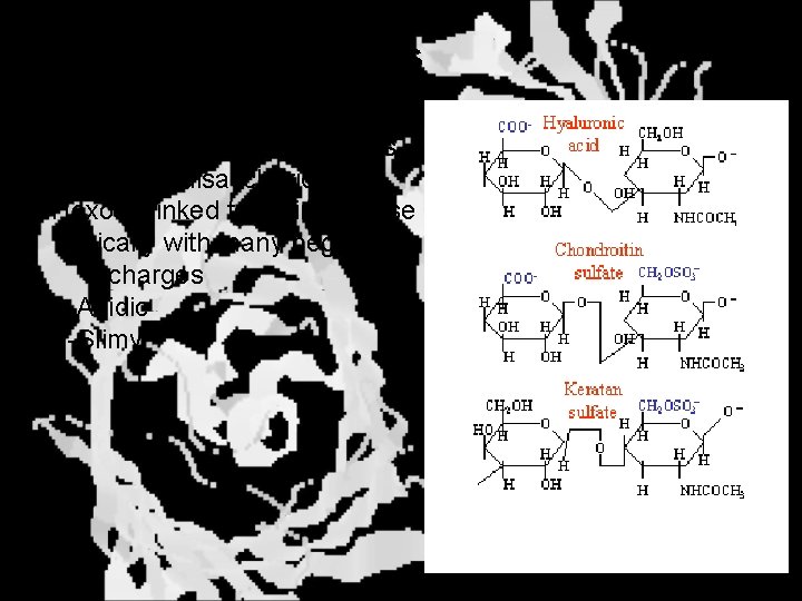 Glycosaminoglycans Aka Mucopolysaccharides - Unbranched polysaccharides - Repeating disaccharide - Hexose linked to aminohexose