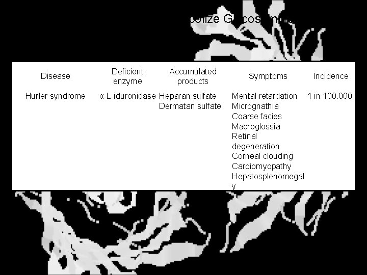 Disease from Failure to Metabolize Glycosaminoglycans (One example of many) Disease Hurler syndrome Deficient