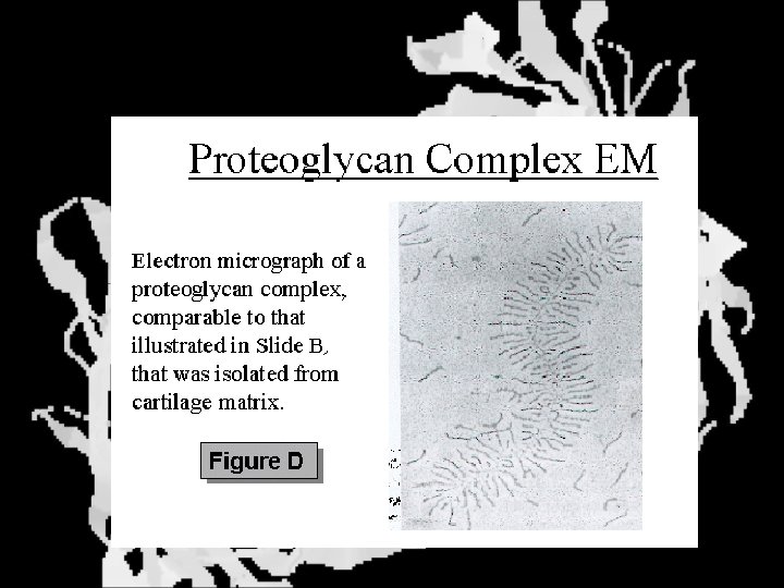 Proteoglycan - Photo 