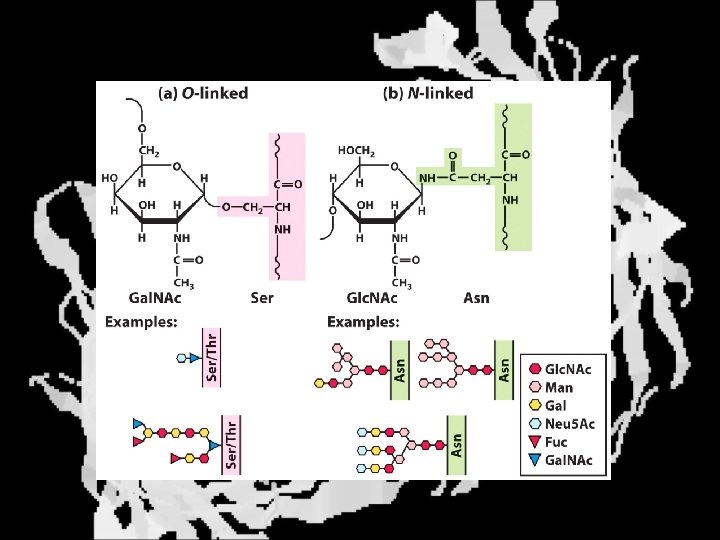 Glycoproteins 