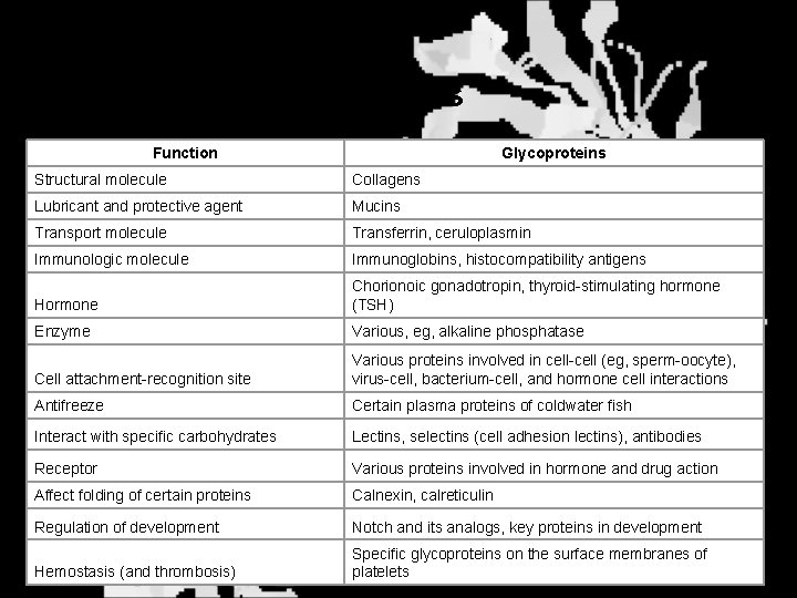 Glycoprotein Functions Function Glycoproteins Structural molecule Collagens Lubricant and protective agent Mucins Transport molecule