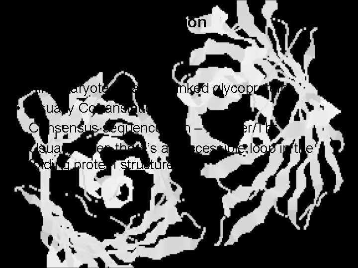 N-Linked Glycosylation • • All eukaryotes make N-linked glycoproteins Usually Cotranslational Consensus sequence Asn
