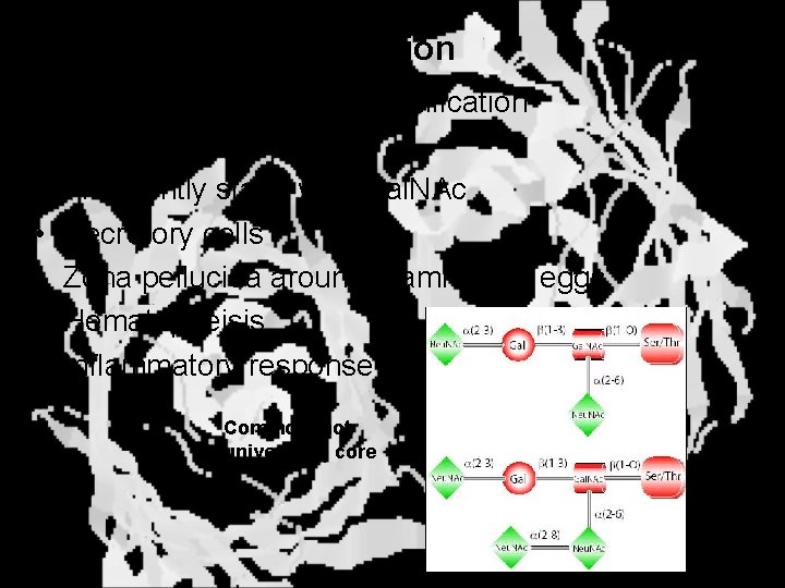 O-Linked Glycosylation • • True posttranslational modification No oligo precursor Frequently starts with Gal.