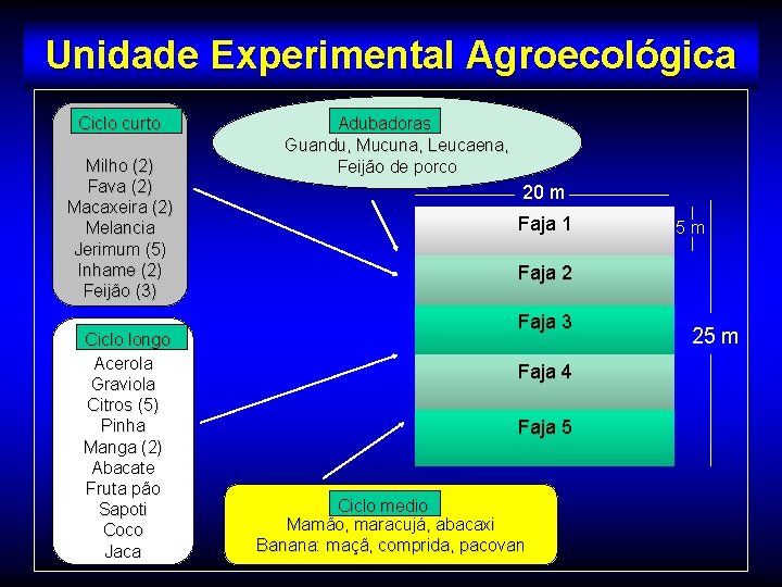 Unidade Experimental Agroecológica Ciclo curto Milho (2) Fava (2) Macaxeira (2) Melancia Jerimum (5)