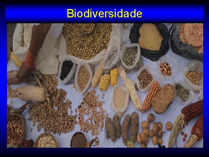 Biodiversidade 