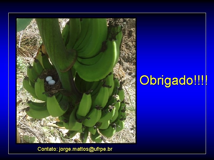  Contato: jorge. mattos@ufrpe. br Obrigado!!!! 