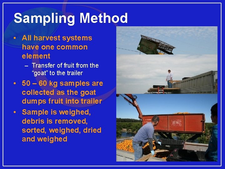 Sampling Method • All harvest systems have one common element – Transfer of fruit