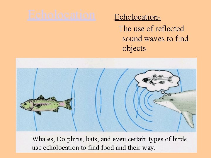 Echolocation. The use of reflected sound waves to find objects Whales, Dolphins, bats, and