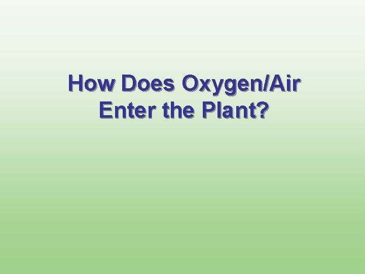 How Does Oxygen/Air Enter the Plant? 