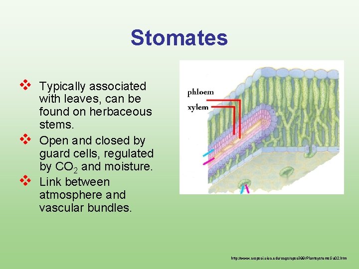 Stomates v v v Typically associated with leaves, can be found on herbaceous stems.