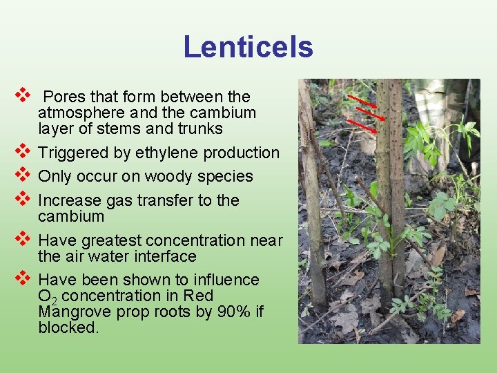 Lenticels v v v Pores that form between the atmosphere and the cambium layer