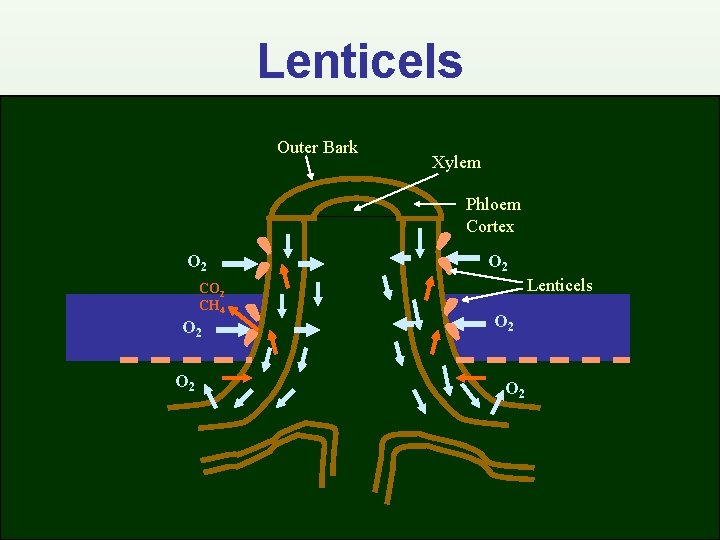 Lenticels Outer Bark Xylem Phloem Cortex O 2 CH 4 O 2 O 2