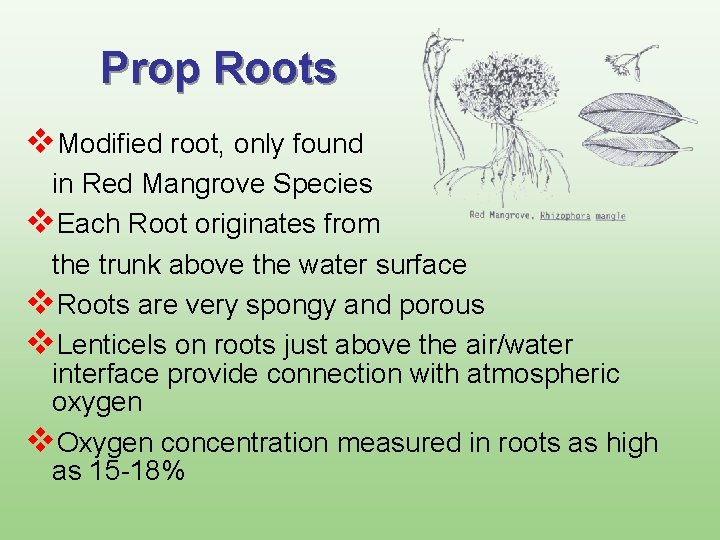 Prop Roots v. Modified root, only found in Red Mangrove Species v. Each Root