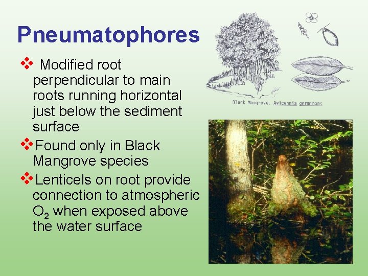 Pneumatophores v Modified root perpendicular to main roots running horizontal just below the sediment