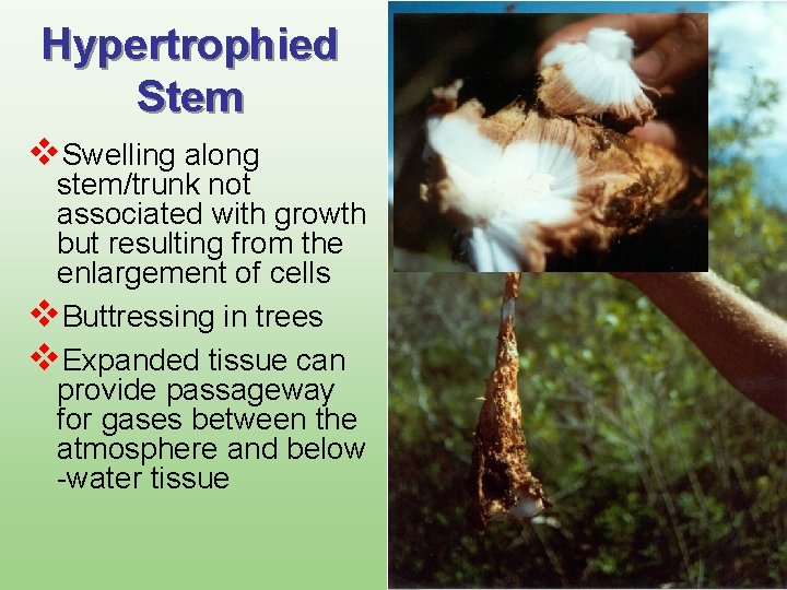 Hypertrophied Stem v. Swelling along stem/trunk not associated with growth but resulting from the