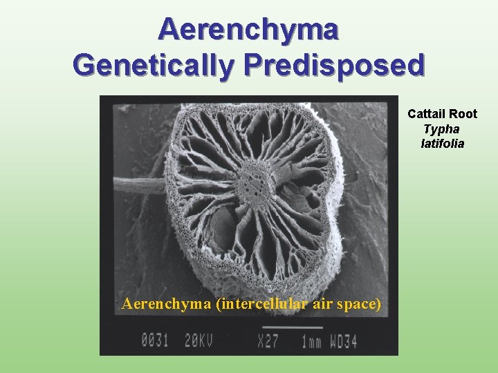 Aerenchyma Genetically Predisposed Cattail Root Typha latifolia Aerenchyma (intercellular air space) 