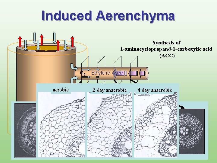 Induced Aerenchyma Synthesis of 1 -aminocyclopropand-1 -carboxylic acid (ACC) O 2 Primary aerobic Root