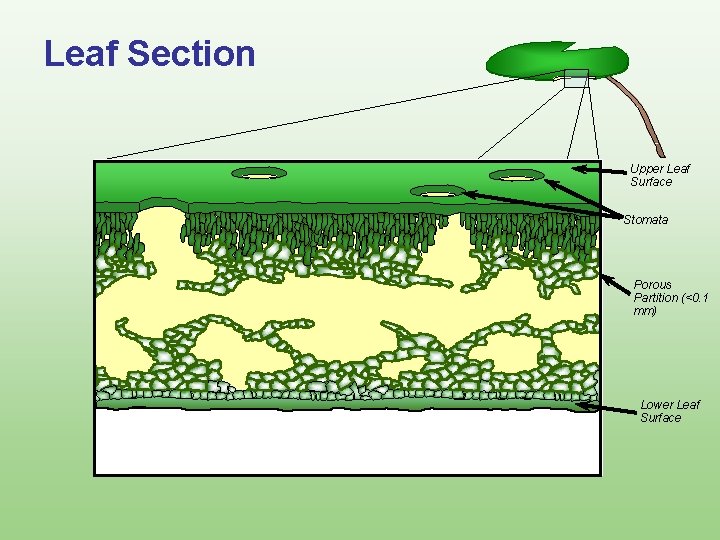 Leaf Section Upper Leaf Surface Stomata N 2 Porous Partition (<0. 1 mm) Lower