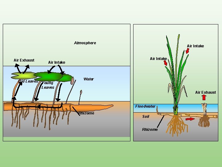 Atmosphere Air Exhaust Air Intake Old Leaves Young Leaves Water Air Exhaust Floodwater Rhizome