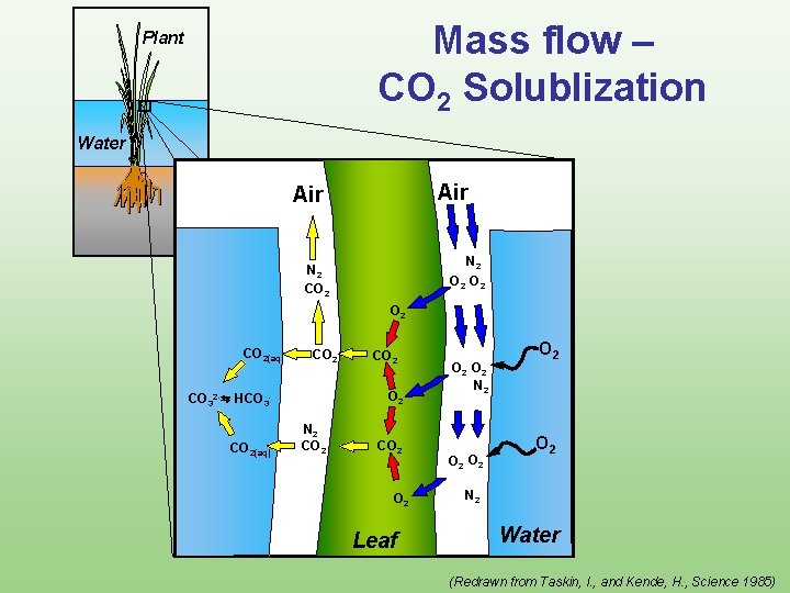 Mass flow – CO 2 Solublization Plant Water Air N 2 O 2 N