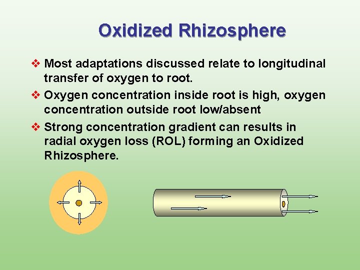 Oxidized Rhizosphere v Most adaptations discussed relate to longitudinal transfer of oxygen to root.