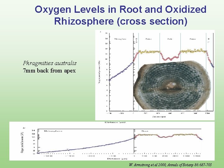 Oxygen Levels in Root and Oxidized Rhizosphere (cross section) Phragmities australis 7 mm back