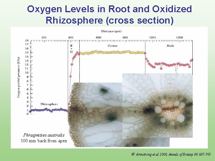 Oxygen Levels in Root and Oxidized Rhizosphere (cross section) Phragmities australis 100 mm back