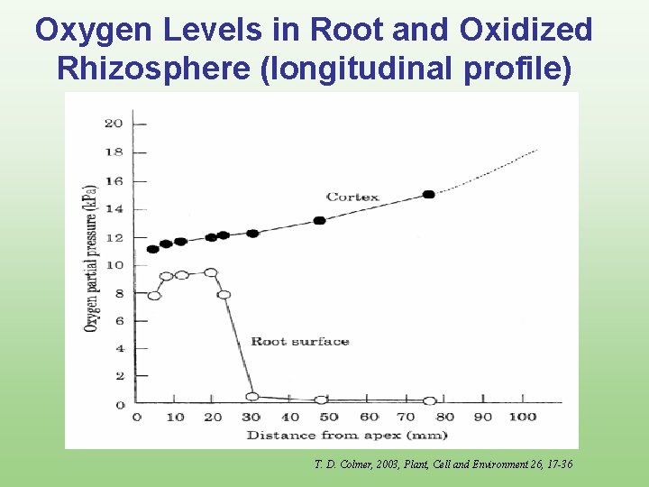 Oxygen Levels in Root and Oxidized Rhizosphere (longitudinal profile) T. D. Colmer, 2003, Plant,