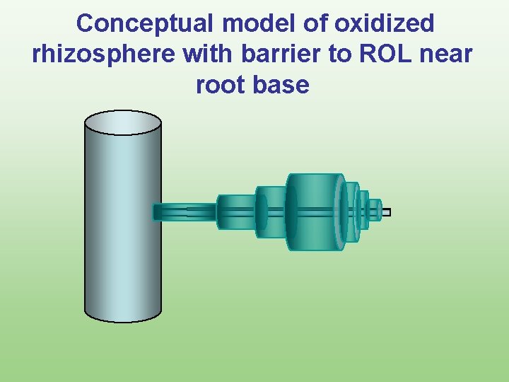 Conceptual model of oxidized rhizosphere with barrier to ROL near root base 