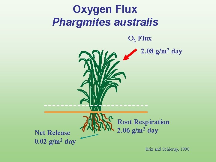 Oxygen Flux Phargmites australis O 2 Flux 2. 08 g/m 2 day Net Release