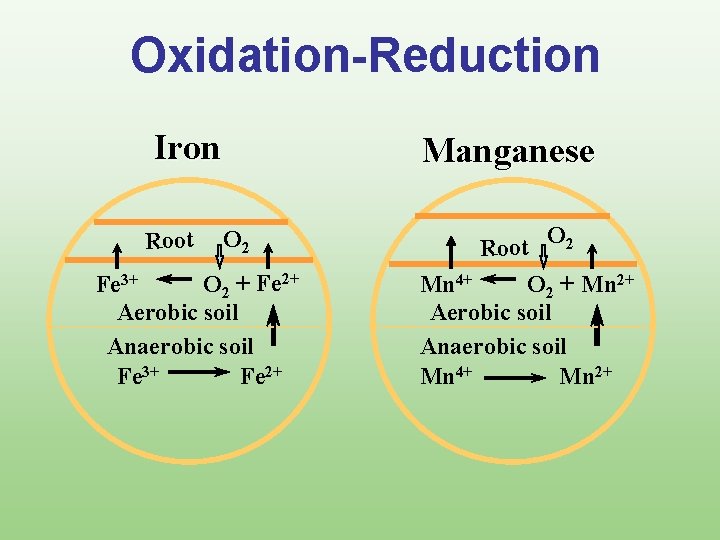 Oxidation-Reduction Iron Root Manganese O 2 Fe 3+ O 2 + Fe 2+ Aerobic