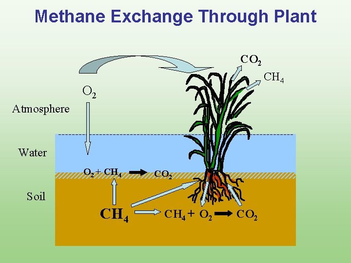 Methane Exchange Through Plant CO 2 CH 4 O 2 Atmosphere Water O 2