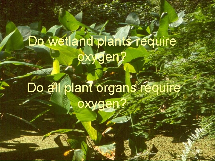 Do wetland plants require oxygen? Do all plant organs require oxygen? 