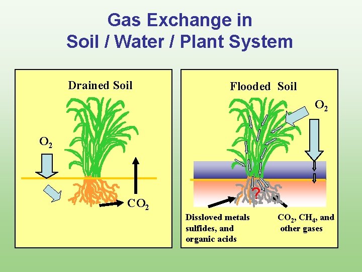Gas Exchange in Soil / Water / Plant System Drained Soil Flooded Soil O