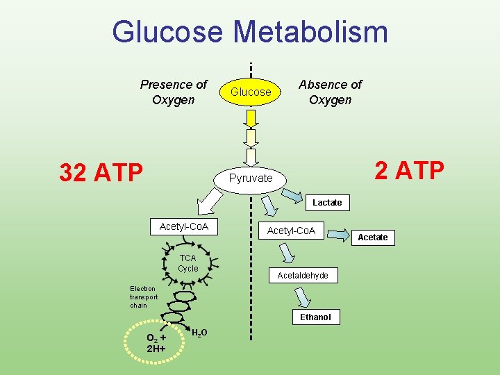 Glucose Metabolism Presence of Oxygen 32 ATP Glucose Absence of Oxygen 2 ATP Pyruvate