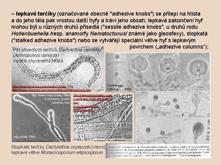 – lepkavé terčíky (označované obecně "adhesive knobs") se přilepí na hlísta a do jeho