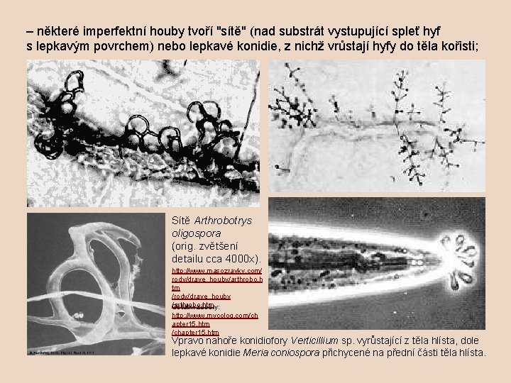 – některé imperfektní houby tvoří "sítě" (nad substrát vystupující spleť hyf s lepkavým povrchem)