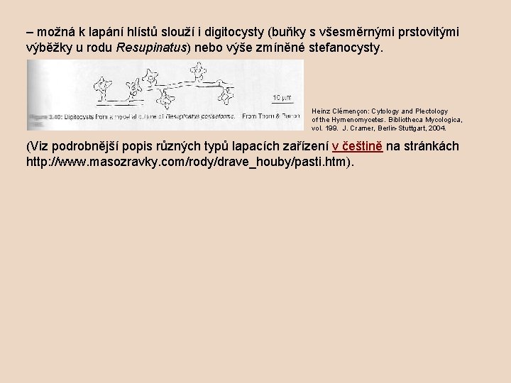 – možná k lapání hlístů slouží i digitocysty (buňky s všesměrnými prstovitými výběžky u