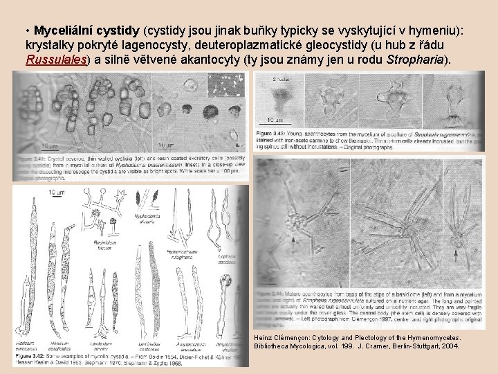  • Myceliální cystidy (cystidy jsou jinak buňky typicky se vyskytující v hymeniu): krystalky