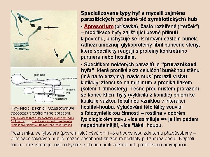 Hyfy klíčící z konidií Colletotrichum coccodes s tvořícími se apresorii. http: //www. apsnet. org/edcenter/illglossary/Pages