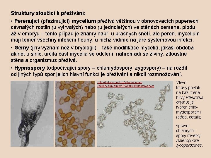 Struktury sloužící k přežívání: • Perenující (přezimující) mycelium přežívá většinou v obnovovacích pupenech cévnatých