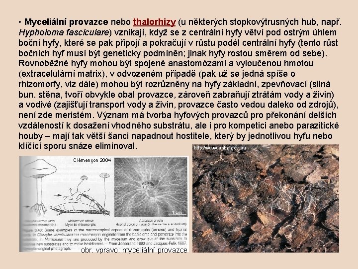  • Myceliální provazce nebo thalorhizy (u některých stopkovýtrusných hub, např. Hypholoma fasciculare) vznikají,