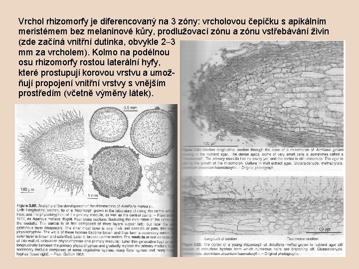 Vrchol rhizomorfy je diferencovaný na 3 zóny: vrcholovou čepičku s apikálním meristémem bez melaninové