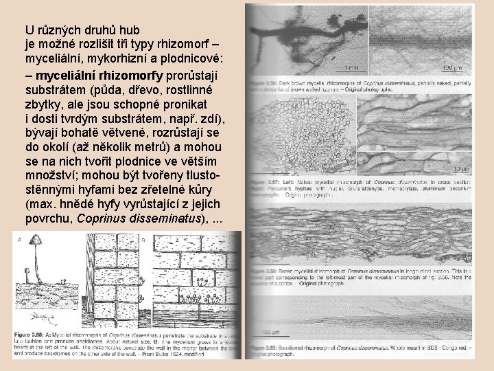 U různých druhů hub je možné rozlišit tři typy rhizomorf – myceliální, mykorhizní a