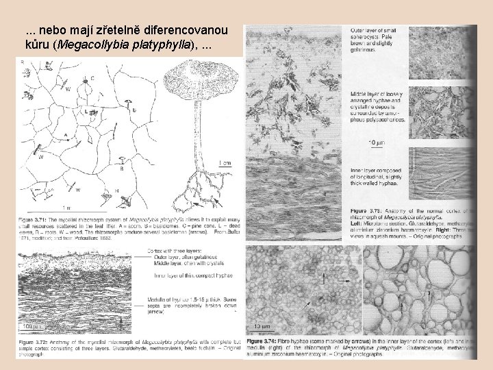 . . . nebo mají zřetelně diferencovanou kůru (Megacollybia platyphylla), . . . 